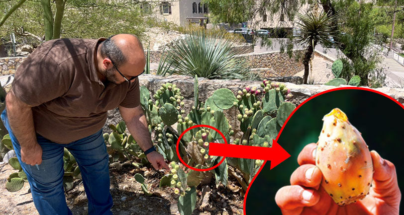 Image Title Alt Image